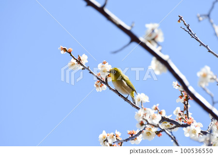 Plum blossom and white-eye Plum blossom and white-eye 100536550