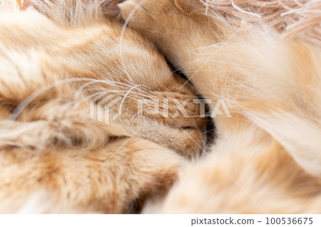 睡貓茶虎貓 睡貓茶虎貓 100536675