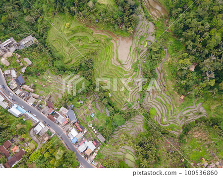 Tegallalang rice terrace in Ubud, Bali, Indonesia. Tegallalang rice terrace in Ubud, Bali, Indonesia. 100536860