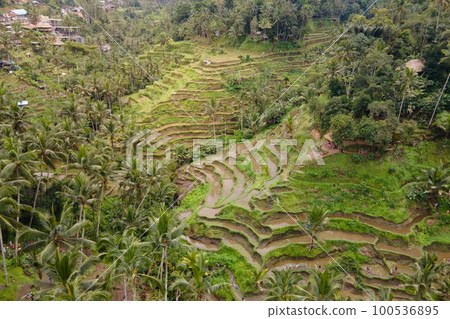 Tegallalang rice terrace in Ubud, Bali, Indonesia. 100536895