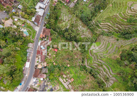 Tegallalang rice terrace in Ubud, Bali, Indonesia. 100536900