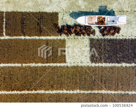 Aerial view of brown seaweed farm in Nusa Lembongan 100536924