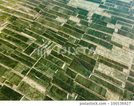 Aerial view of green seaweed farm in Nusa Lembongan 100536927