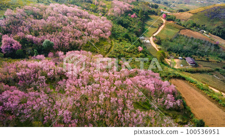Aerial view of pink cherry blossom on the hill at Phu Lom Lo 100536951