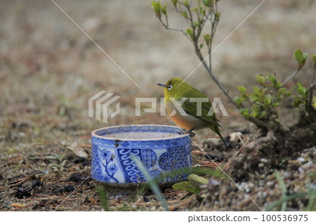 Wild birds White-eye that flew into the garden, 100536975