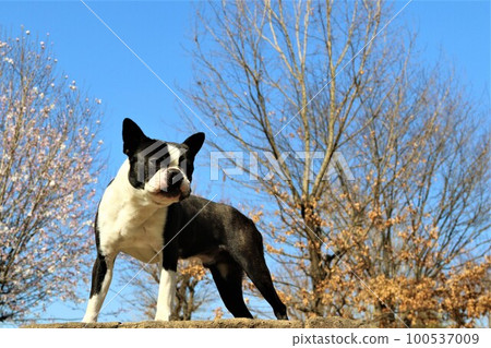 Portrait of Mighty the Boston Terrier riding a rock and staring at a grove of trees in the background under a blue sky in Tsurugashima Sports Park Portrait of Mighty the Boston Terrier riding a rock and staring at a grove of trees in the background under a blue sky in Tsurugashima Sports Park 100537009