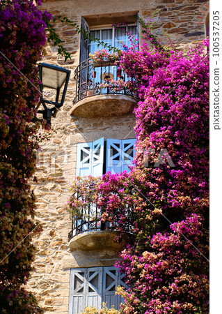 A Burst of Colored flowers in Bormes Les Mimosas A Burst of Colored flowers in Bormes Les Mimosas 100537205
