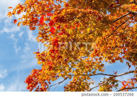 [Scenery of Kyoto] Autumn leaves near Arashiyama 100537266