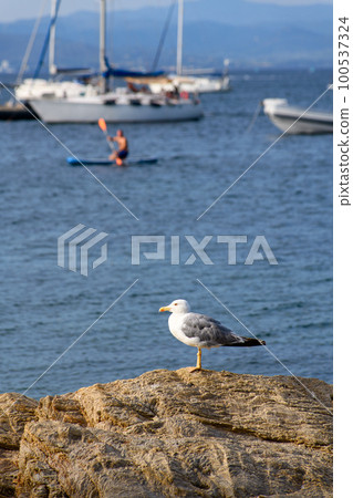 Seagull Soaring Above the Nautical Vessels on the Cote d azur 100537324