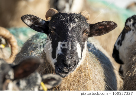 Cluse up of Blackface Sheep in the snow in Ireland Cluse up of Blackface Sheep in the snow in Ireland 100537327