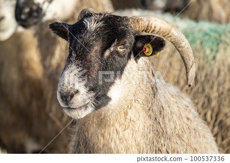 Cluse up of Blackface Sheep in the snow in Ireland Cluse up of Blackface Sheep in the snow in Ireland 100537336