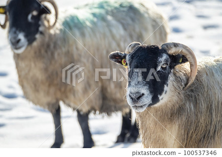 Cluse up of Blackface Sheep in the snow in Ireland 100537346