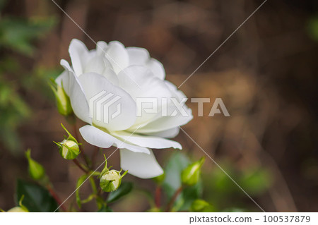 Beautiful white rose plant in flowering season in summer garden Beautiful white rose plant in flowering season in summer garden 100537879