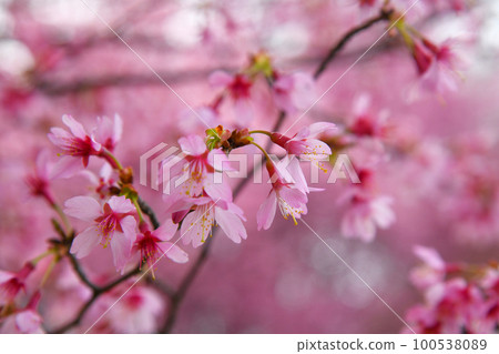 Okamezakura 100538089