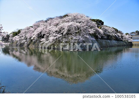 National Treasure Hikone Castle Cherry blossoms in full bloom National Treasure Hikone Castle Cherry blossoms in full bloom 100538105