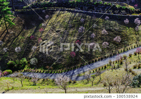 Yoshino Umekyo，東京青梅市梅花節的複興 100538924