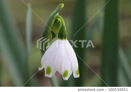 在日本早春花園裡綻放的花瓣尖端有綠色斑點的雪花白花 100538951