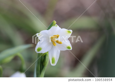 在日本早春花園裡綻放的花瓣尖端有綠色斑點的雪花白花 在日本早春花園裡綻放的花瓣尖端有綠色斑點的雪花白花 100538954