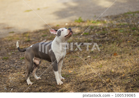 pit bull puppy playing on the playground pit bull puppy playing on the playground 100539065