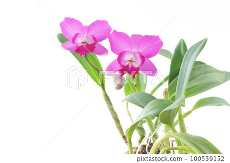 Cattleya pink flower mini purple little princess bright background 100539152