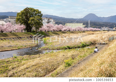 春天的櫻花 Harukikai/Happy Road 櫻花節 100539853