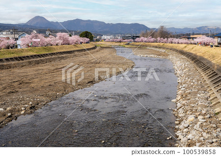 Spring Cherry Blossoms Harukikai/Happy Road Cherry Blossom Festival Spring Cherry Blossoms Harukikai/Happy Road Cherry Blossom Festival 100539858