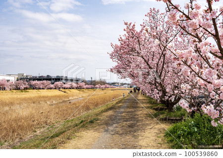 春天的櫻花 Harukikai/Happy Road 櫻花節 100539860