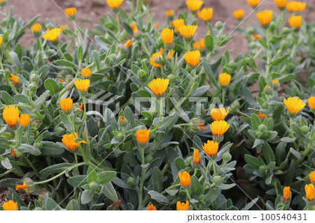 多年生金盞花 (Fuyushirazu) 的橙花在日本早春花園盛開 100540431