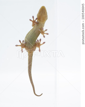 gecko stomach 100540845