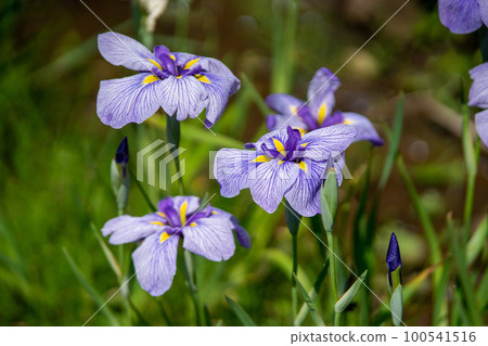 Iris 100541516