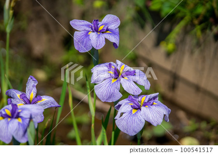 Iris 100541517
