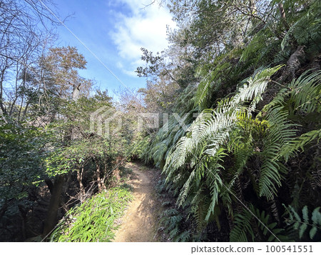 Scenery of a natural park in Gifu Prefecture Blue sky, trees and fern leaves 100541551