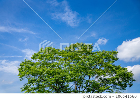 New green and landscape of the blue sky 100541566