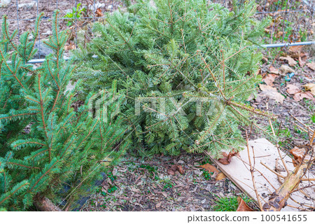 Discarded Christmas Tree, Old Fir Collect, Xmas Garbage, Recycled Christmas Waste, Discarded Christmas Tree 100541655