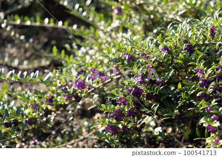 Evergreen Lonicera Pileata, Box Leaved Honeysuckle or Privet Honeysuckle Purple Berries Evergreen Lonicera Pileata, Box Leaved Honeysuckle or Privet Honeysuckle Purple Berries 100541713