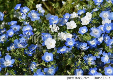 Pretty flowers blooming in April in Osaka's Maishima oasis: nemophila Pretty flowers blooming in April in Osaka's Maishima oasis: nemophila 100541803