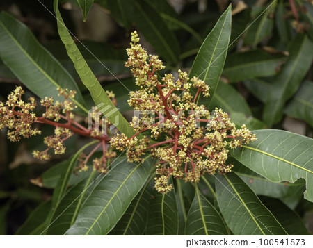 Mango flowers that grow wild in Okinawa Mango flowers that grow wild in Okinawa 100541873