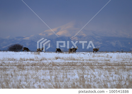 The Shiretoko mountain range seen beyond the group of Yezo deer (stag) 100541886