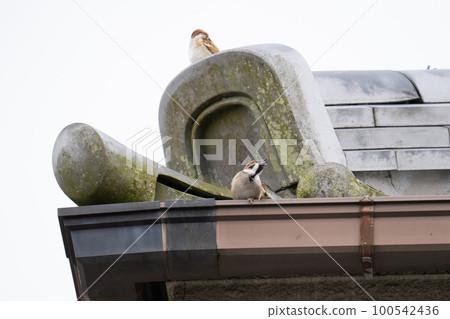 Japanese house and sparrow 100542436