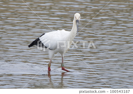 一隻野鸛，生育的象徵 100543187