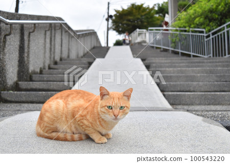 A cat staring at you in the middle of the road 100543220