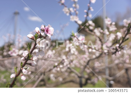 220422桃花z233 100543571