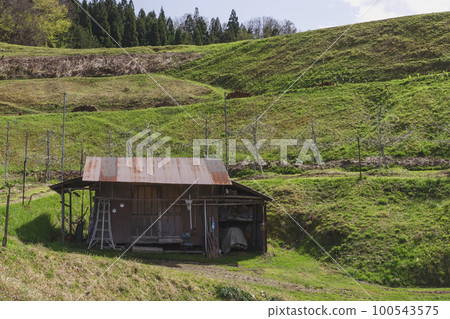 220422桃花z169 100543575