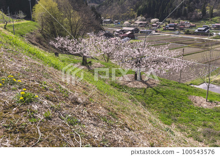 220422桃花z165 100543576