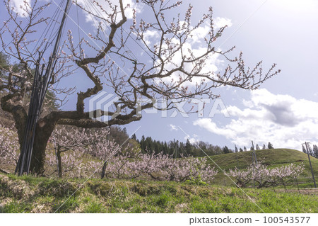 220422桃花z157 100543577