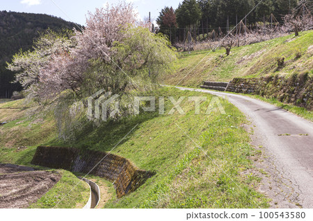 220422 peach blossom z004 100543580