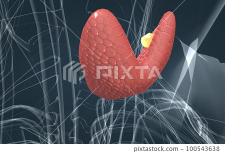 The thyroid gland is an endocrine gland found in the neck in humans and consists of two interconnected lobes. The thyroid gland is an endocrine gland found in the neck in humans and consists of two interconnected lobes. 100543638