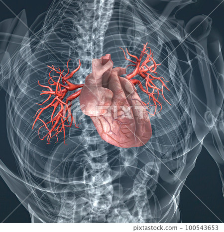 The blood vessels of the pulmonary circulation are the pulmonary arteries and the pulmonary veins 100543653