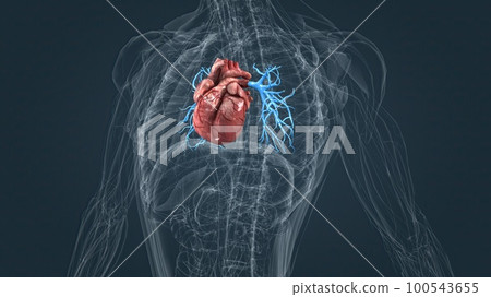 arteries of the pulmonary circulation arteries of the pulmonary circulation 100543655