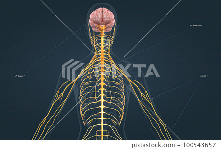 The nervous system includes the brain, spinal cord, and a complex network of nerves. 100543657